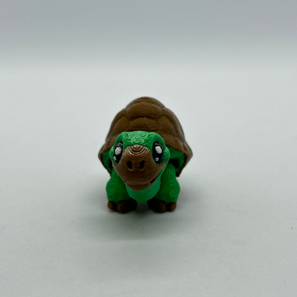 Small Tortoise