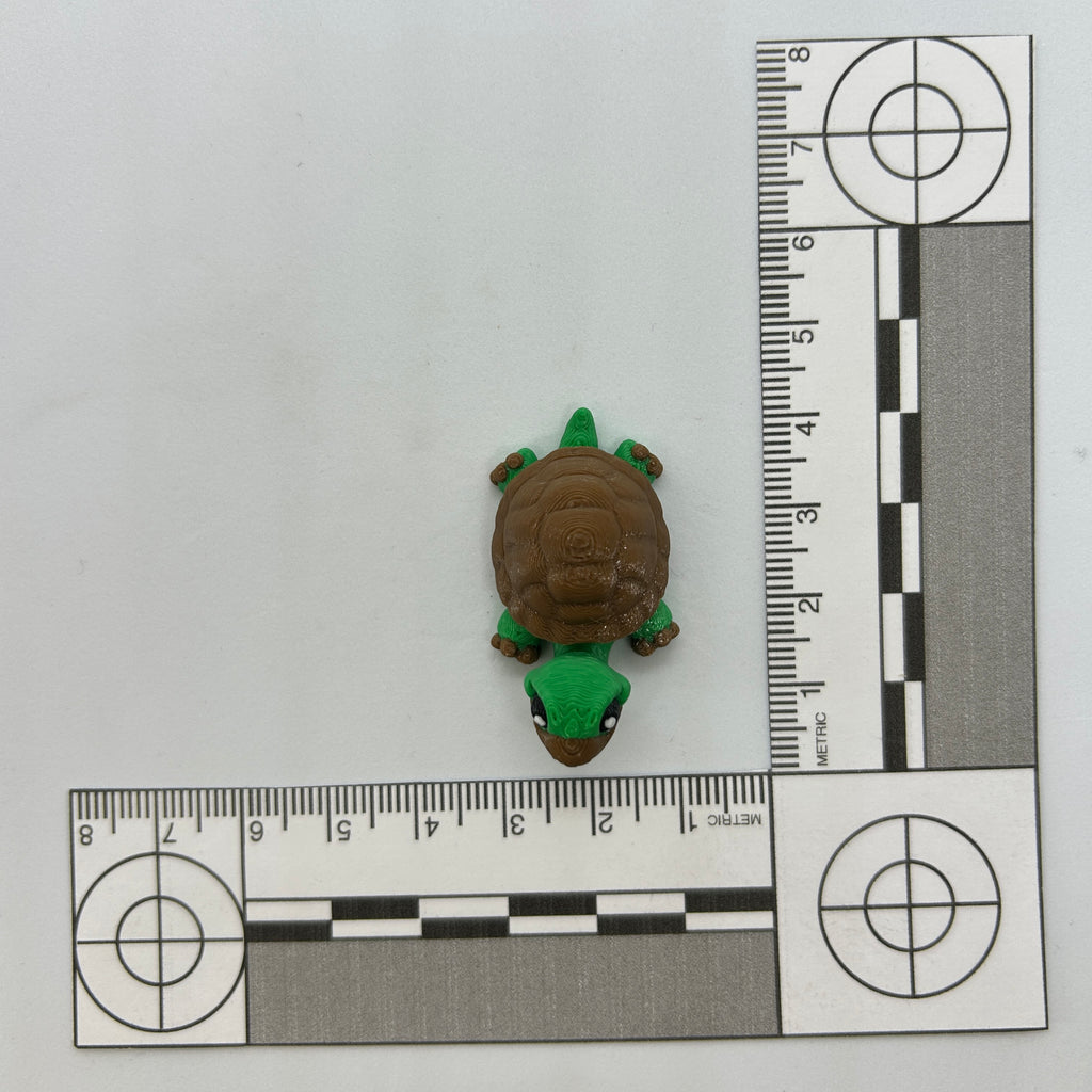 Small Tortoise